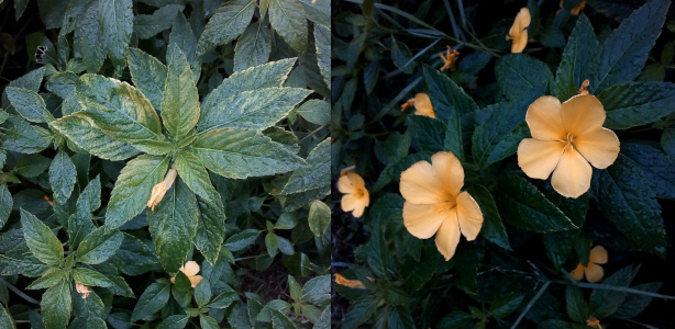 [Two images spliced together. On the left is a plant with yellow tinged green leaves with one long thin completely closed bloom hanging from it. On the right are two fully opened yellow flowers. Each flower has five wide petals which each touch its closest two neighbors and thin yellow stamen in the center.]